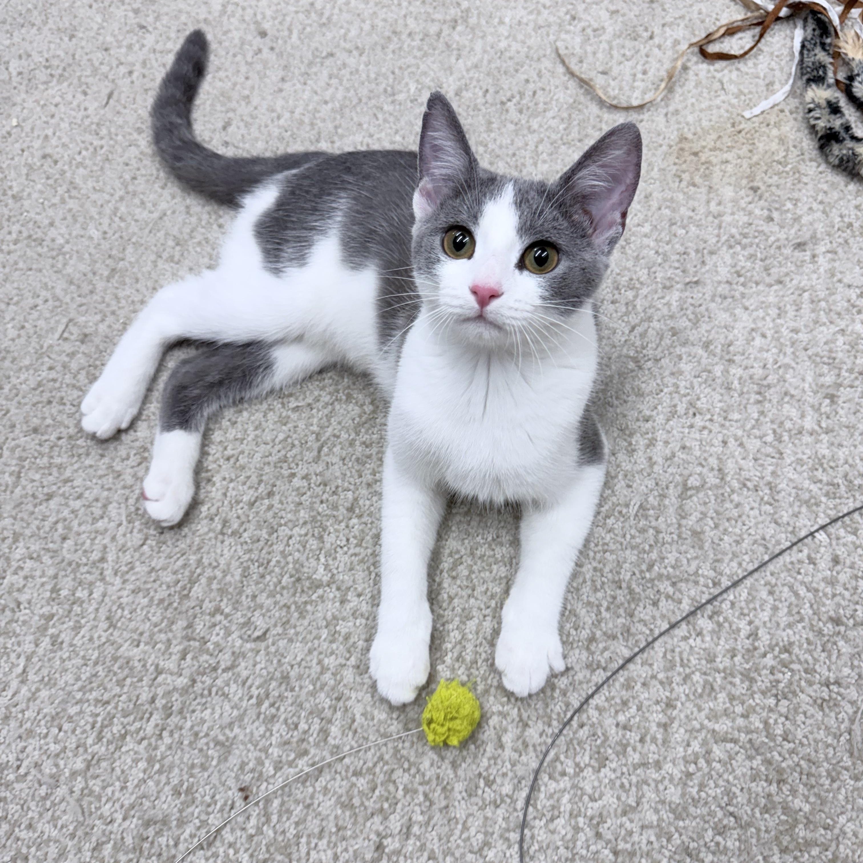 Enlarge Carlos & Durka, an adopted American Shorthair in Philadelphia, PA image 2/6