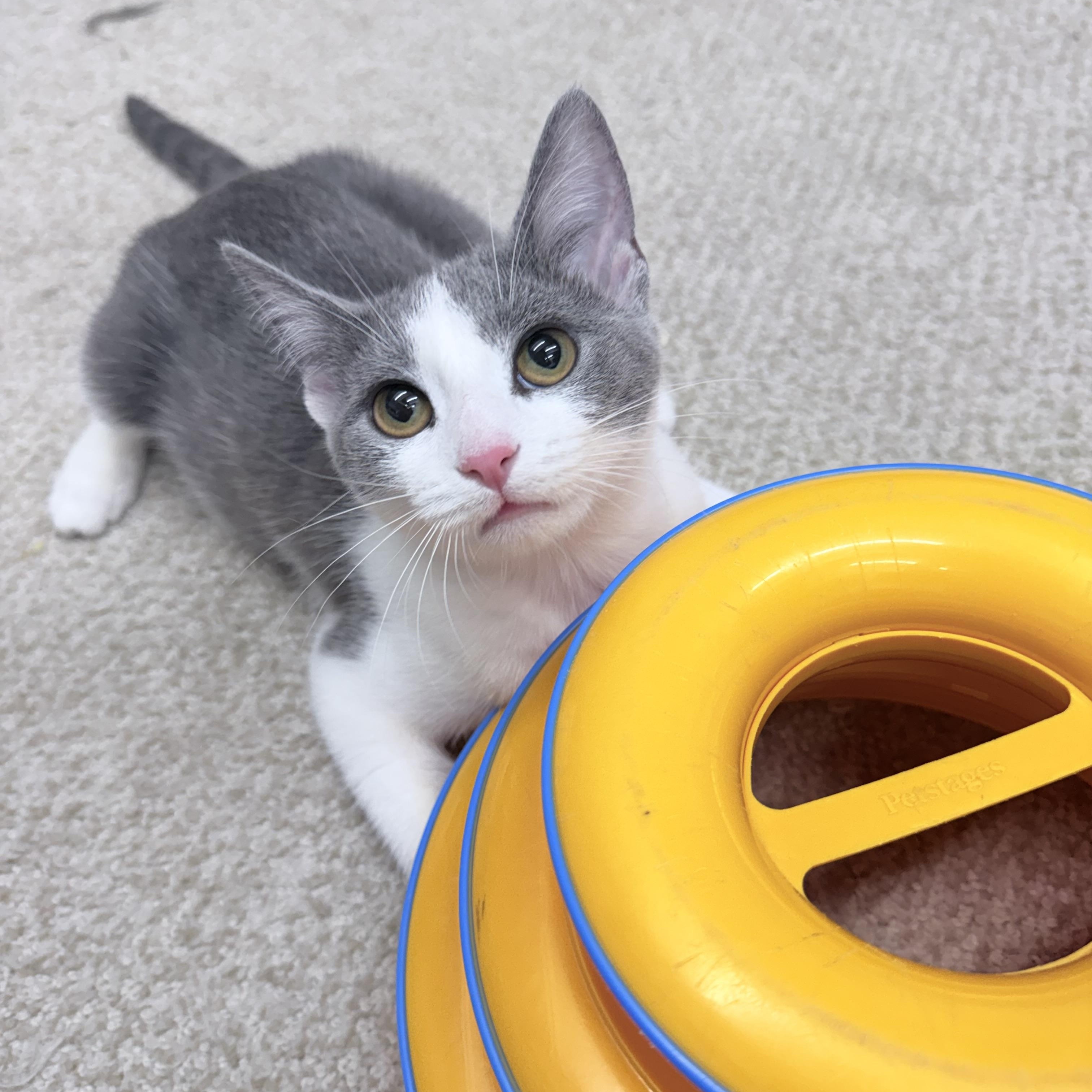 Enlarge Carlos & Durka, an adopted American Shorthair in Philadelphia, PA image 3/6