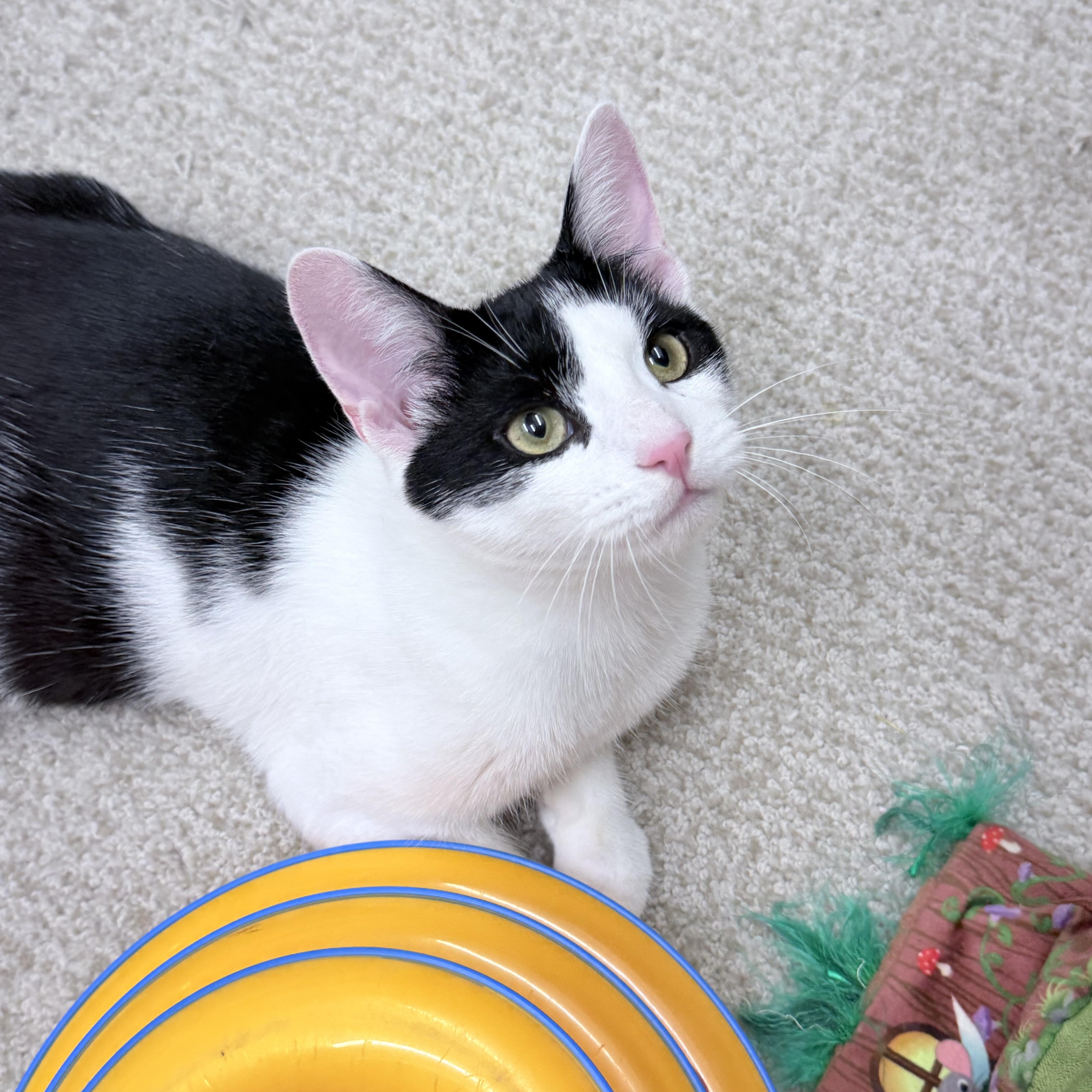 Enlarge Carlos & Durka, an adopted American Shorthair in Philadelphia, PA image 4/6