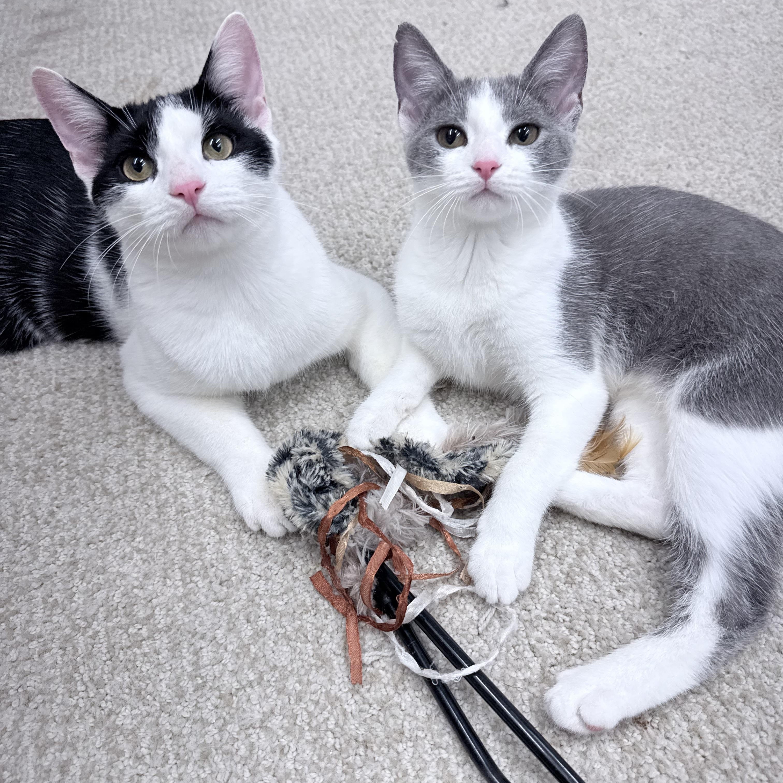 Enlarge Carlos & Durka, an adopted American Shorthair in Philadelphia, PA image 5/6