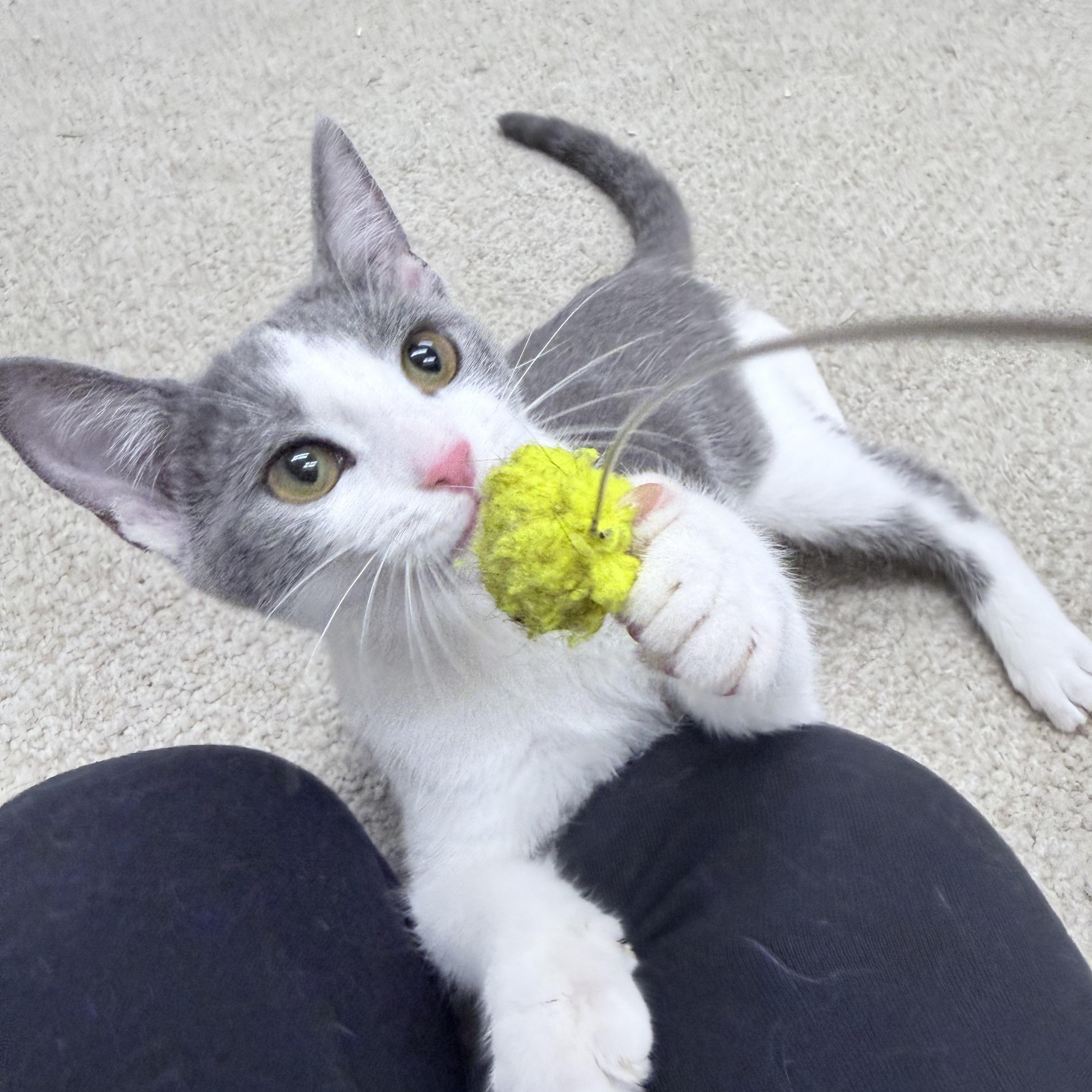Enlarge Carlos & Durka, an adopted American Shorthair in Philadelphia, PA image 6/6