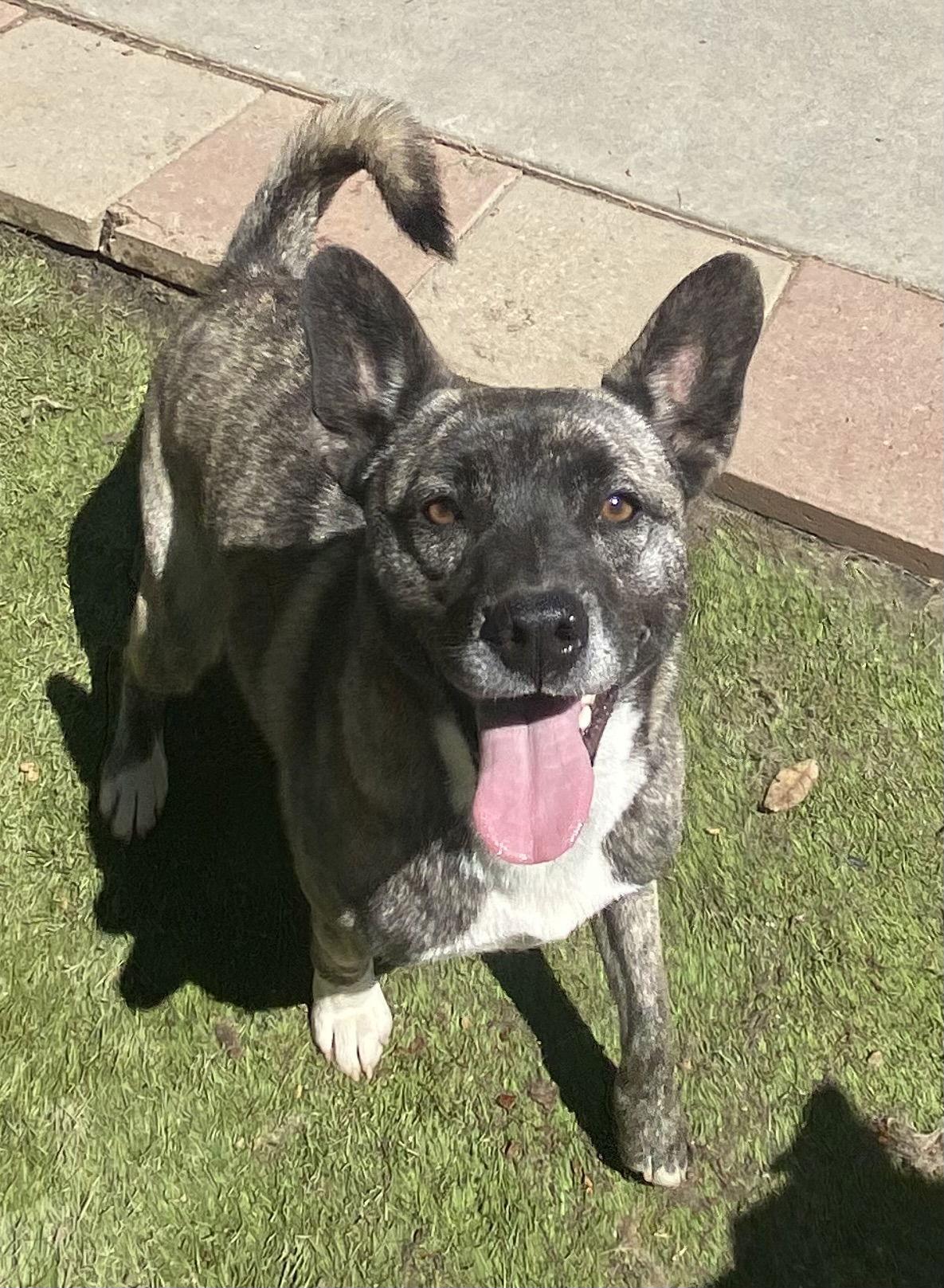 Spice, Adoptable, Young Female Husky.