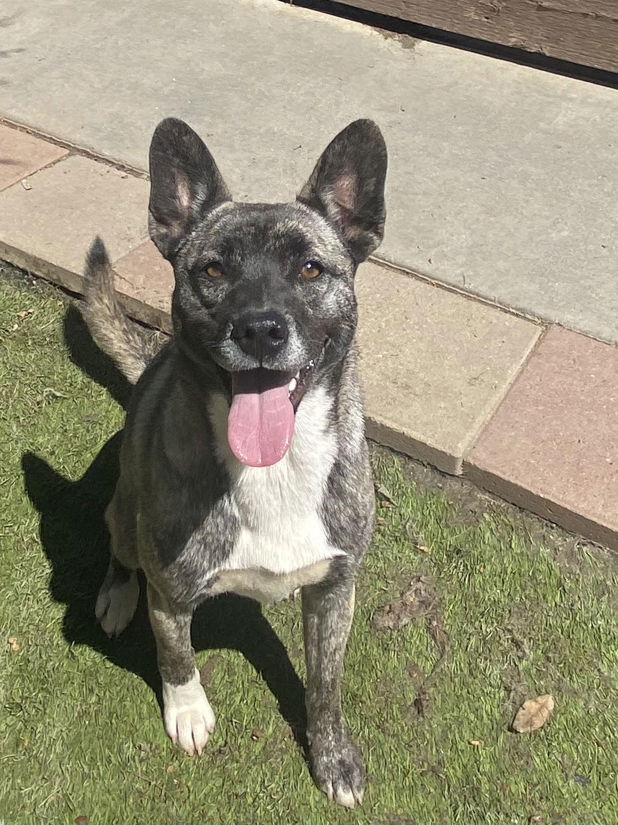 Spice, a Adoptable Husky in La Verne, CA image 3/3