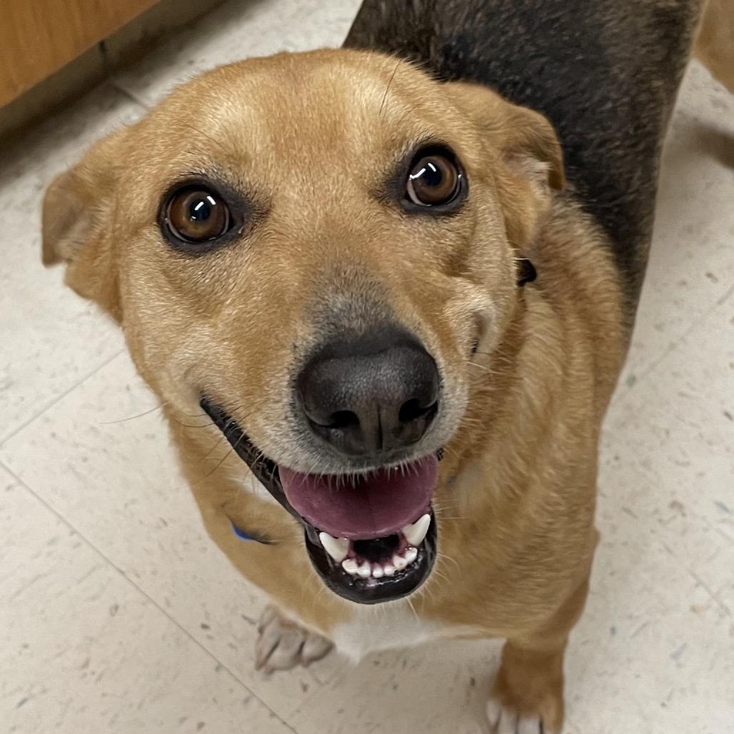 Spock, a Adoptable mixed breed in Green Forest, AR image 3/4