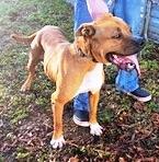 Bella, very handsome, sweet bully girl, great family dog !
