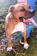 Bella, very handsome, sweet bully girl, great family dog !