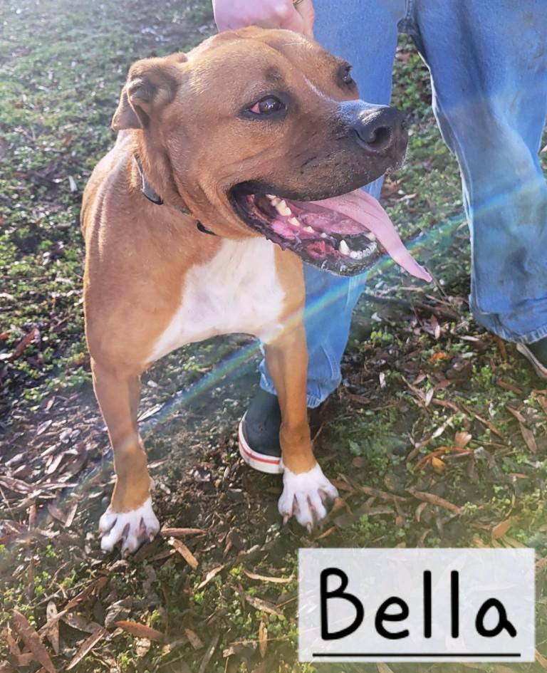 Bella, very handsome, sweet bully girl, great family dog !