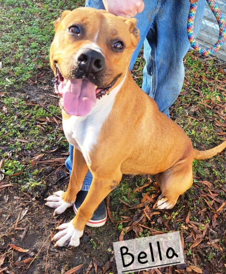 Bella, very handsome, sweet bully girl, great family dog !