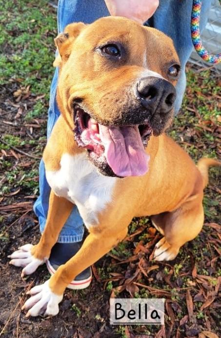 Bella, very handsome, sweet bully girl, great family dog !