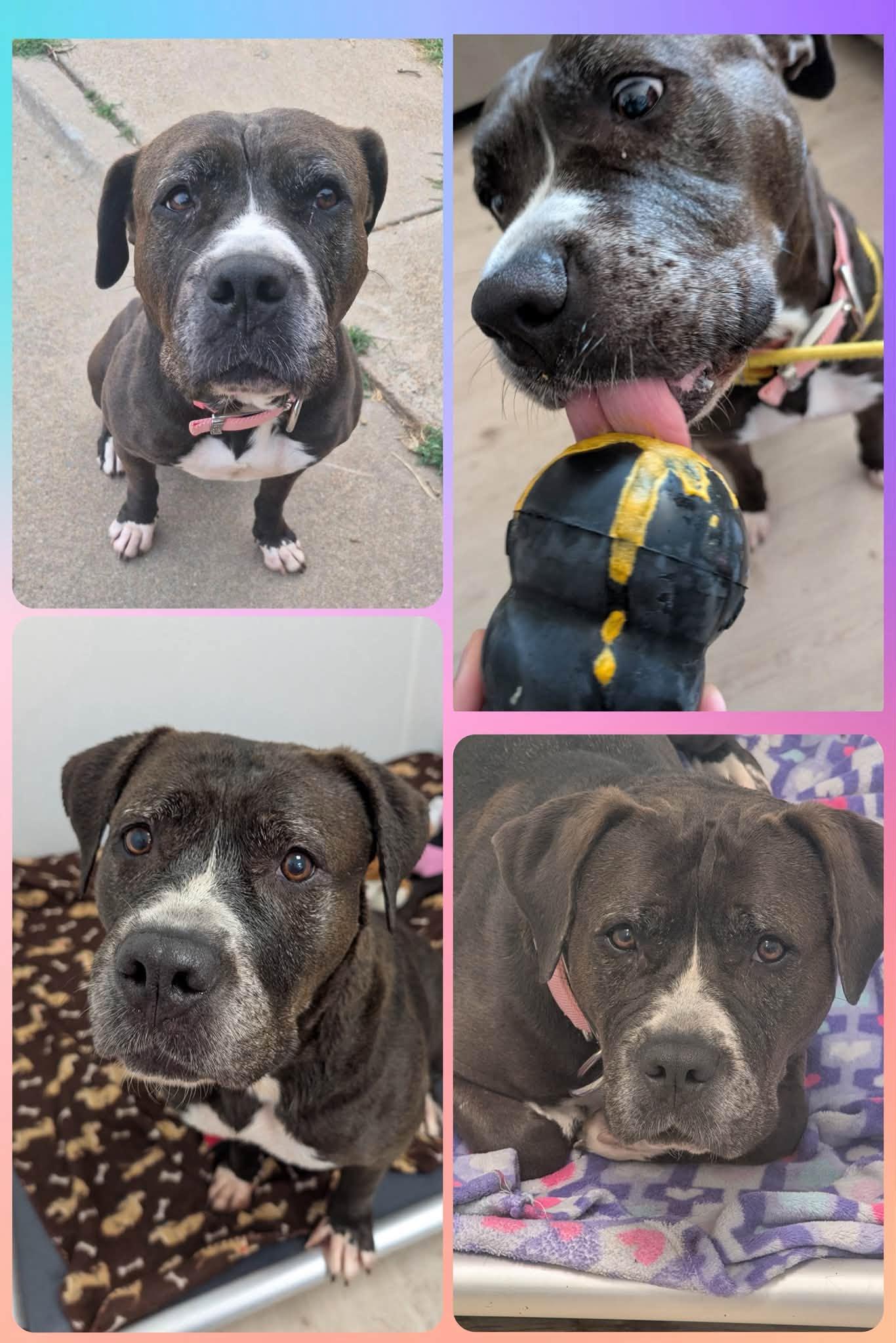 Millie, ADOPTABLE, Senior Female Boxer.