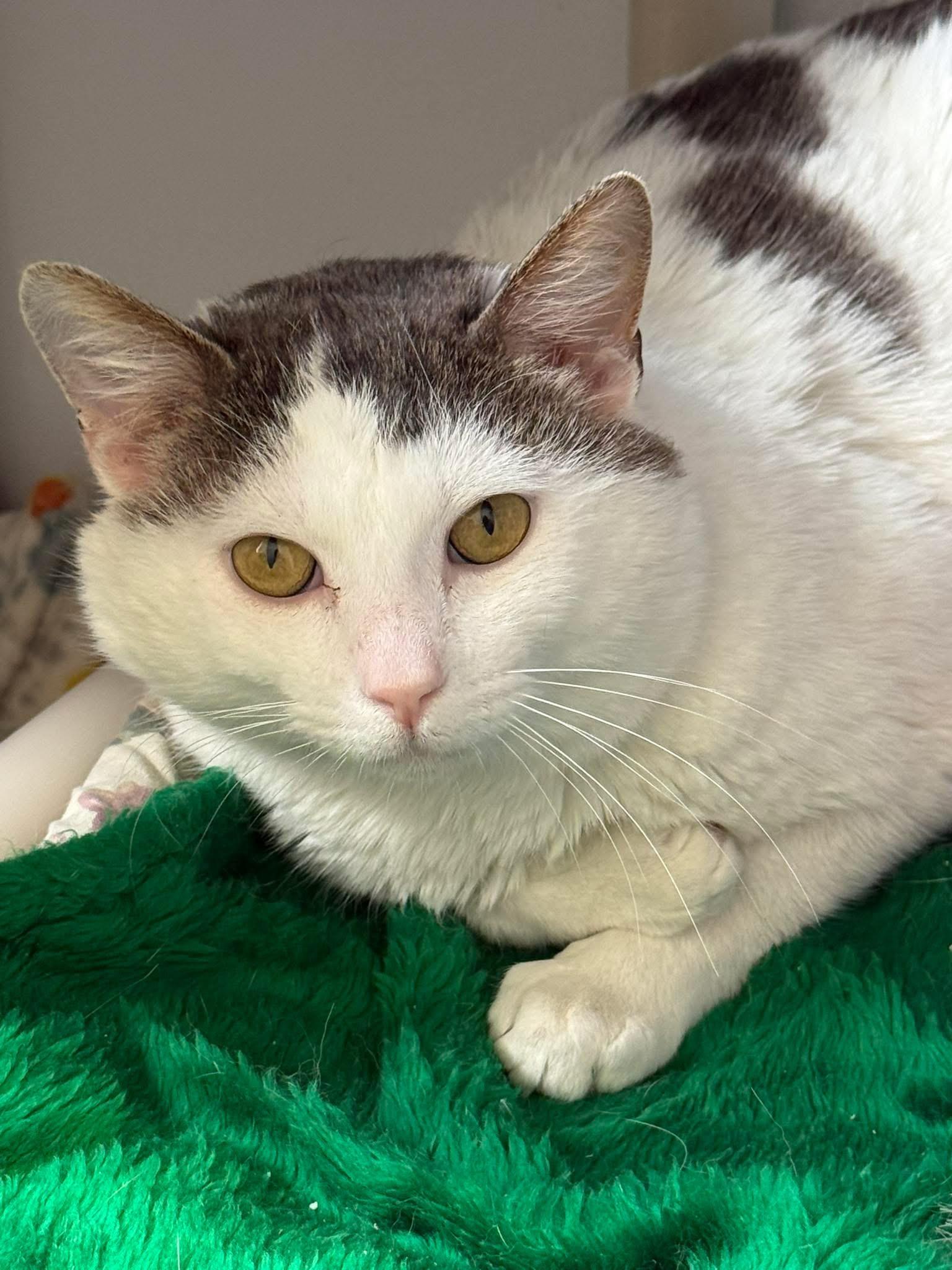 Enlarge Cleatus, an adopted Domestic Short Hair in Faribault, MN image 3/3