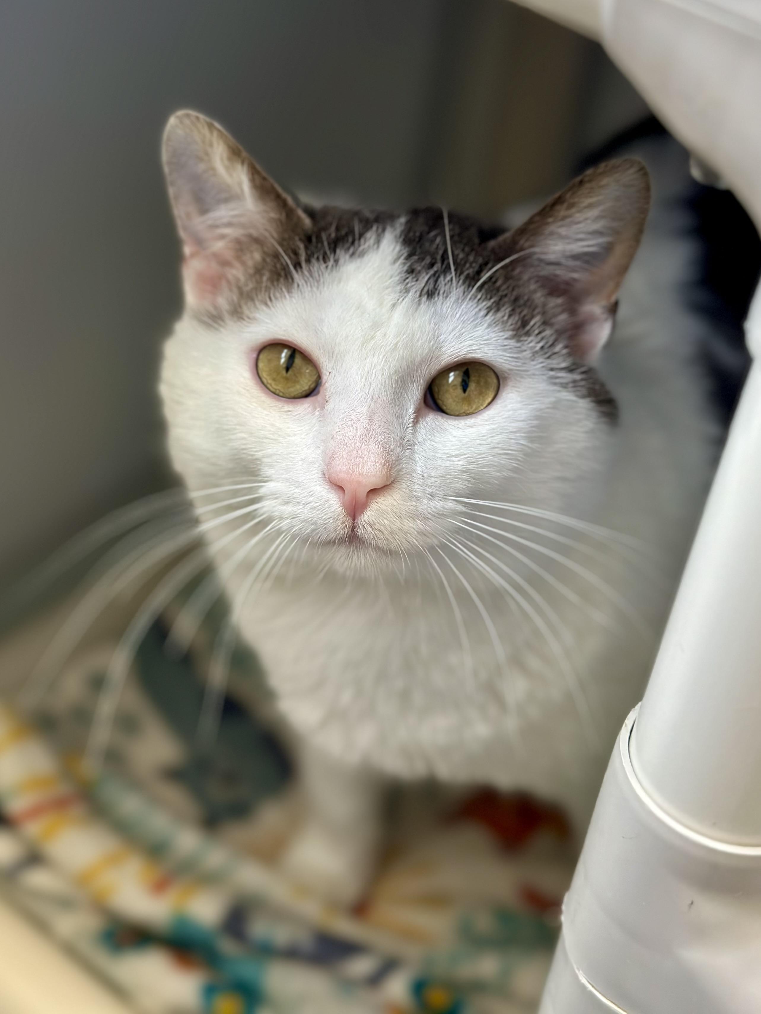 Enlarge Cleatus, an adopted Domestic Short Hair in Faribault, MN image 2/3