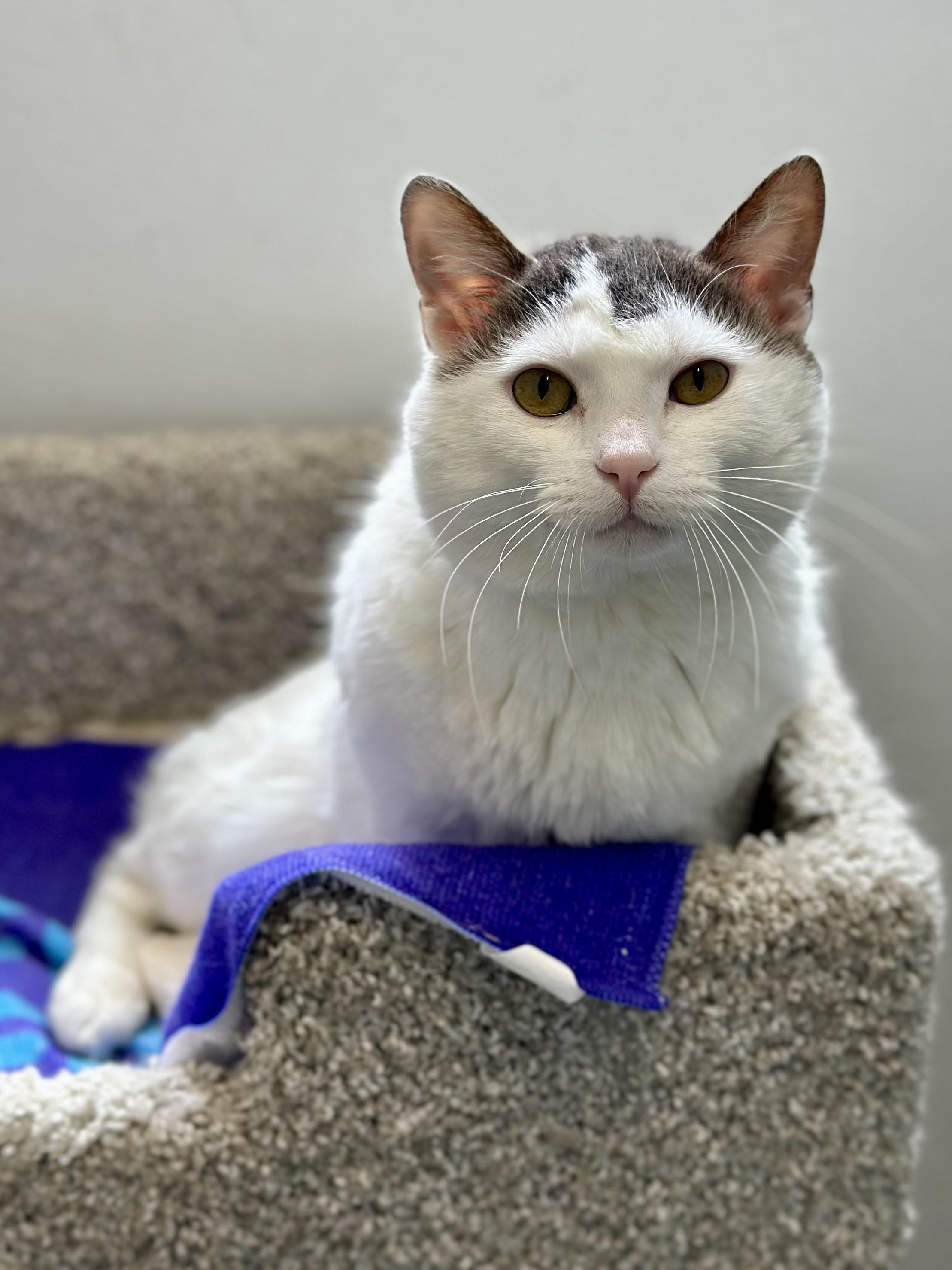Cleatus, adopted, Adult Male Domestic Short Hair.