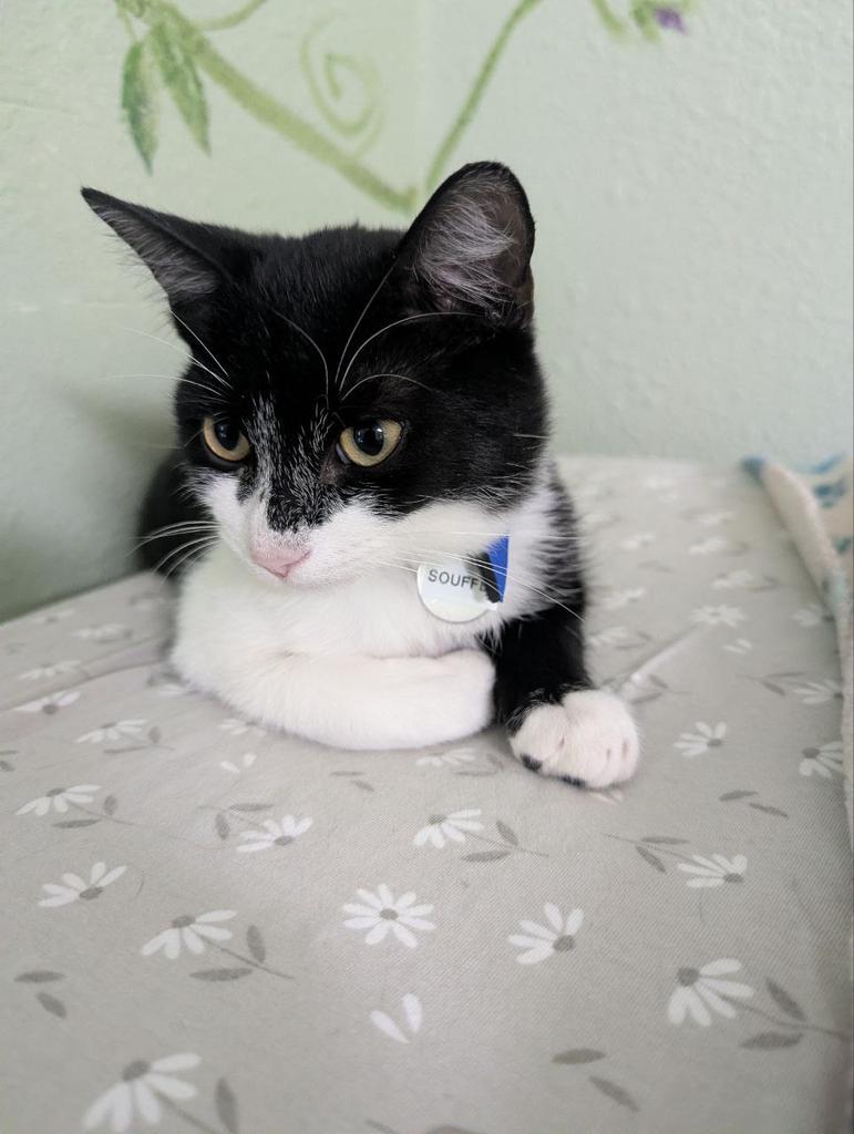 Enlarge Souffle, a Adoptable mixed breed in Hot Springs, AR image 1/2