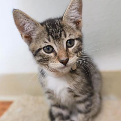 Gary, Adoptable, Kitten Male Domestic Short Hair & Domestic Short Hair.
