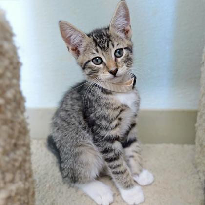 Gary, Adoptable, Kitten Male Domestic Short Hair & Domestic Short Hair.