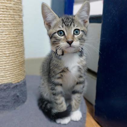 Enlarge Gary, a Adoptable Domestic Short Hair in Dahlonega, GA image 3/3