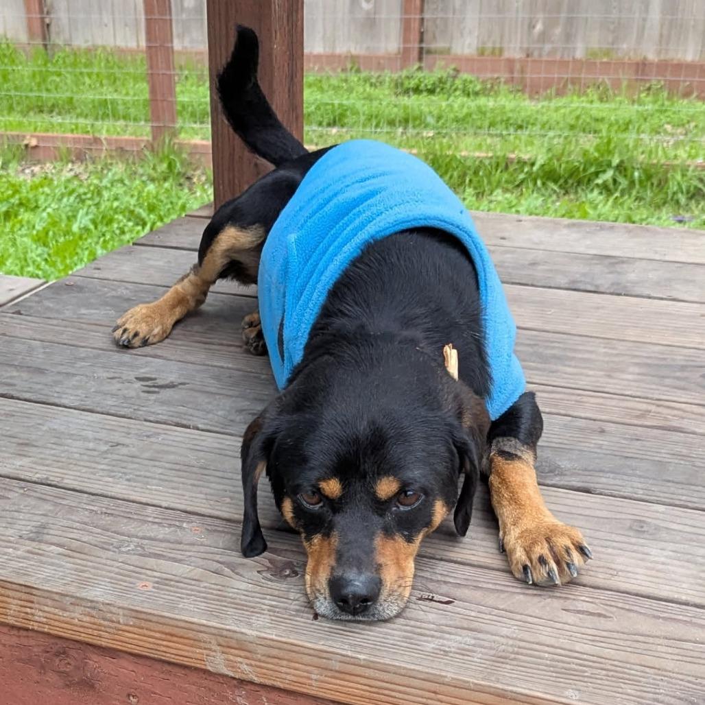 Wyatt, Adoptable, Young Male Hound.