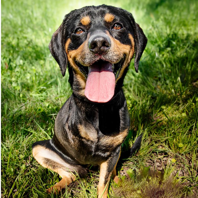 Enlarge Wyatt, a Adoptable Hound in Sonoma, CA image 2/2