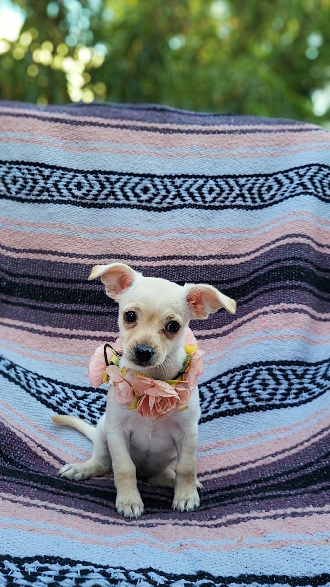 Enlarge Sage, an adopted mixed breed in Temecula, CA image 1/1
