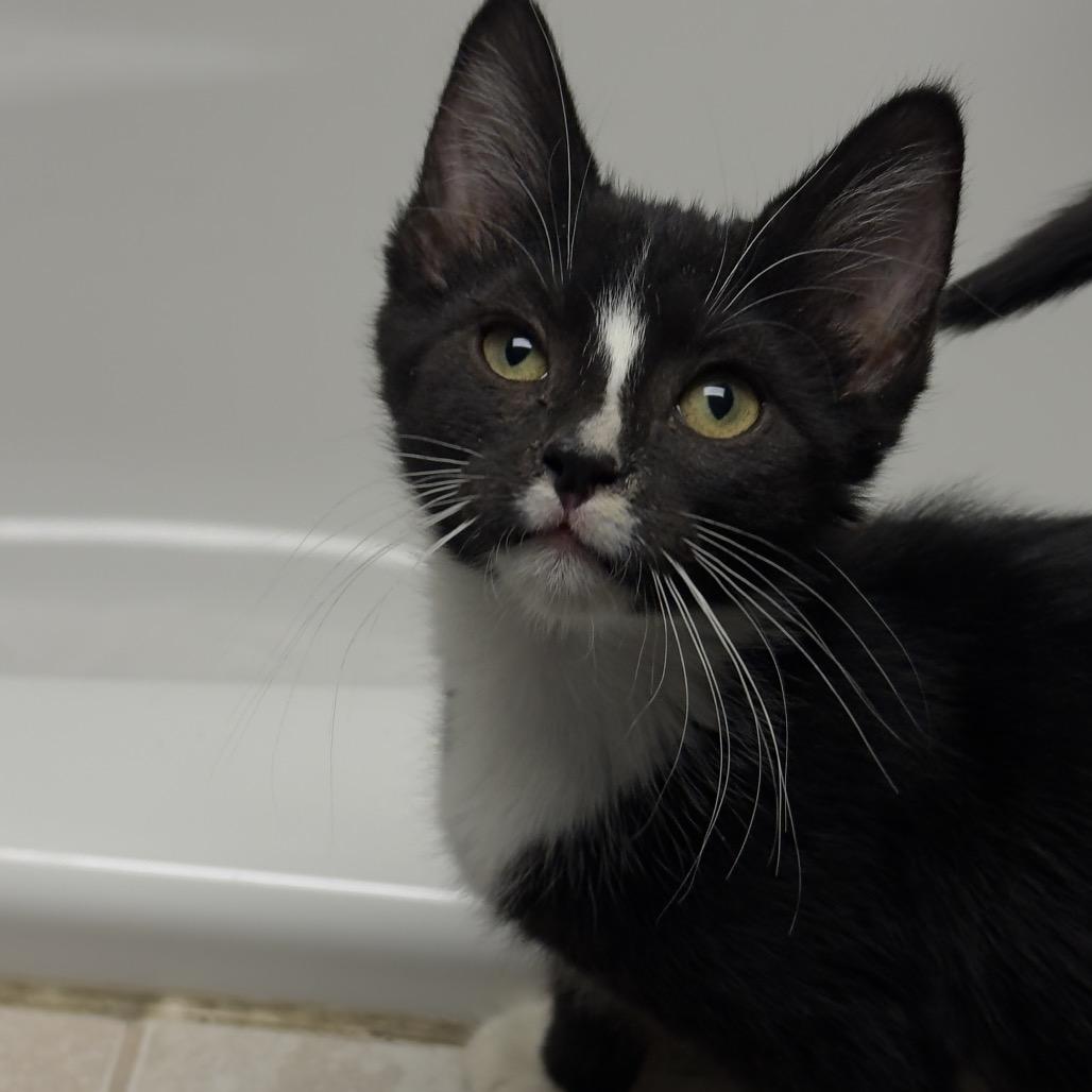 Enlarge Poppy, an adopted Domestic Short Hair in Circleville, OH image 1/1