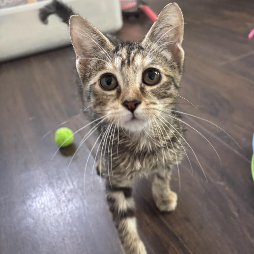 Percy, Adoptable, Kitten Female Domestic Short Hair.