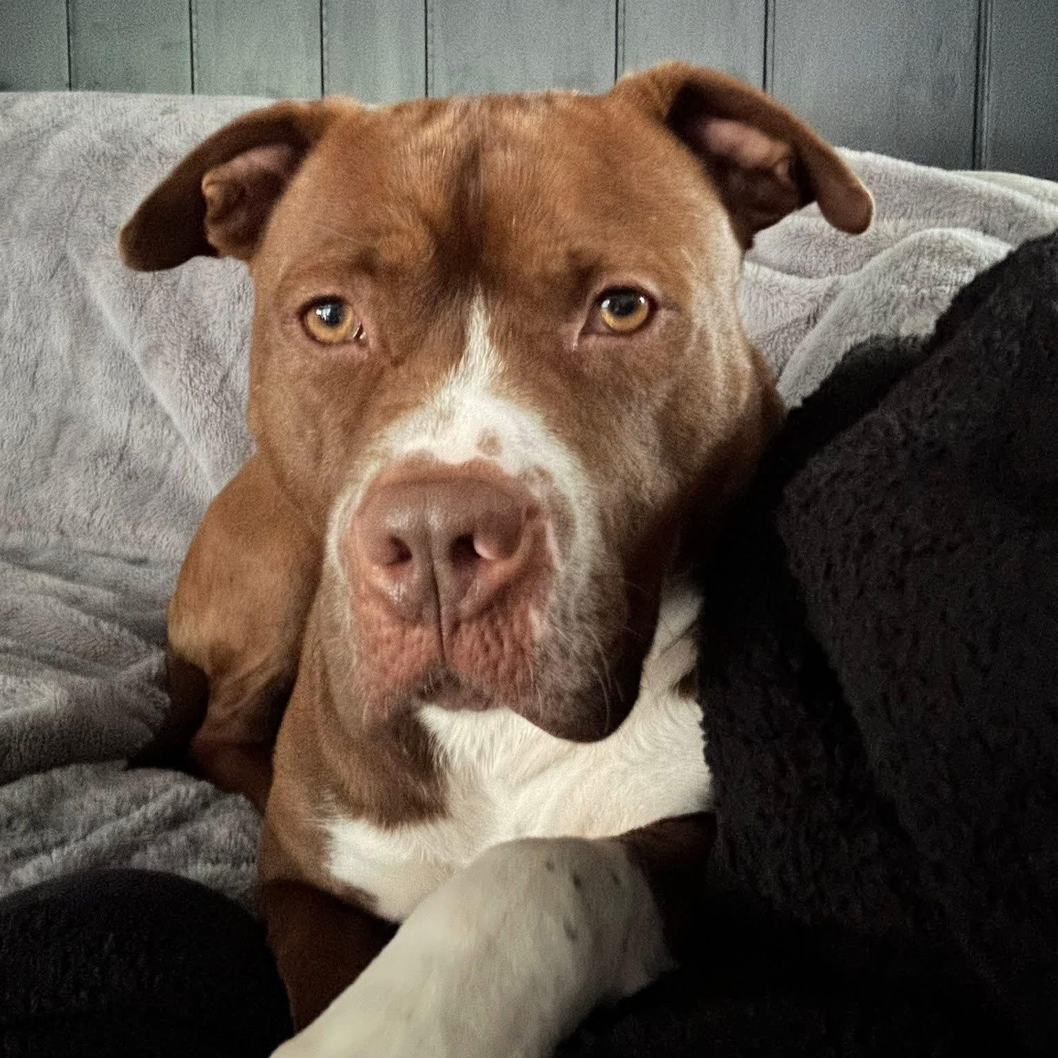 Enlarge Jortek, an adoption pending mixed breed in Detroit, MI image 5/6