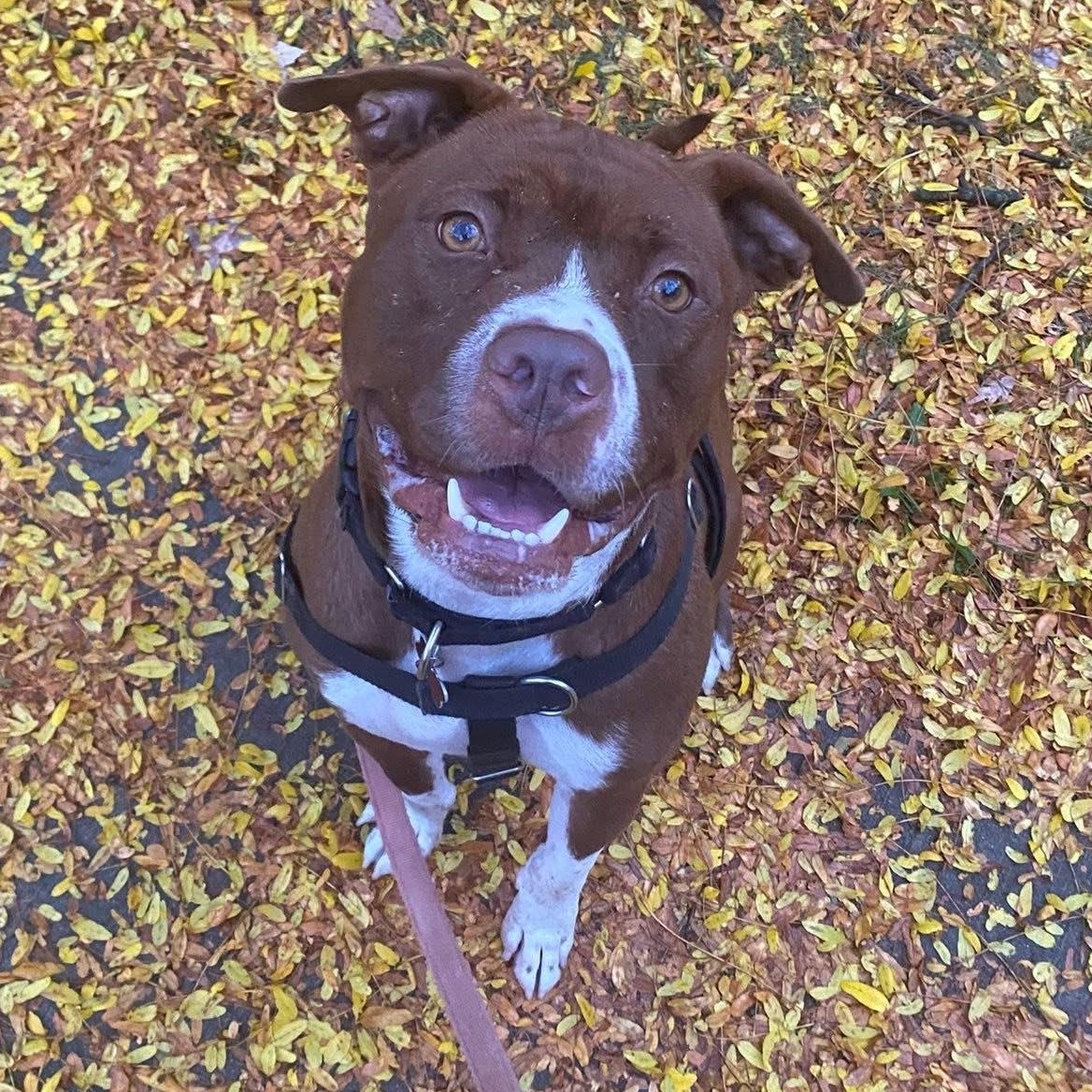 Jortek, Adoptable, Adult Male American Staffordshire Terrier & Mixed Breed.