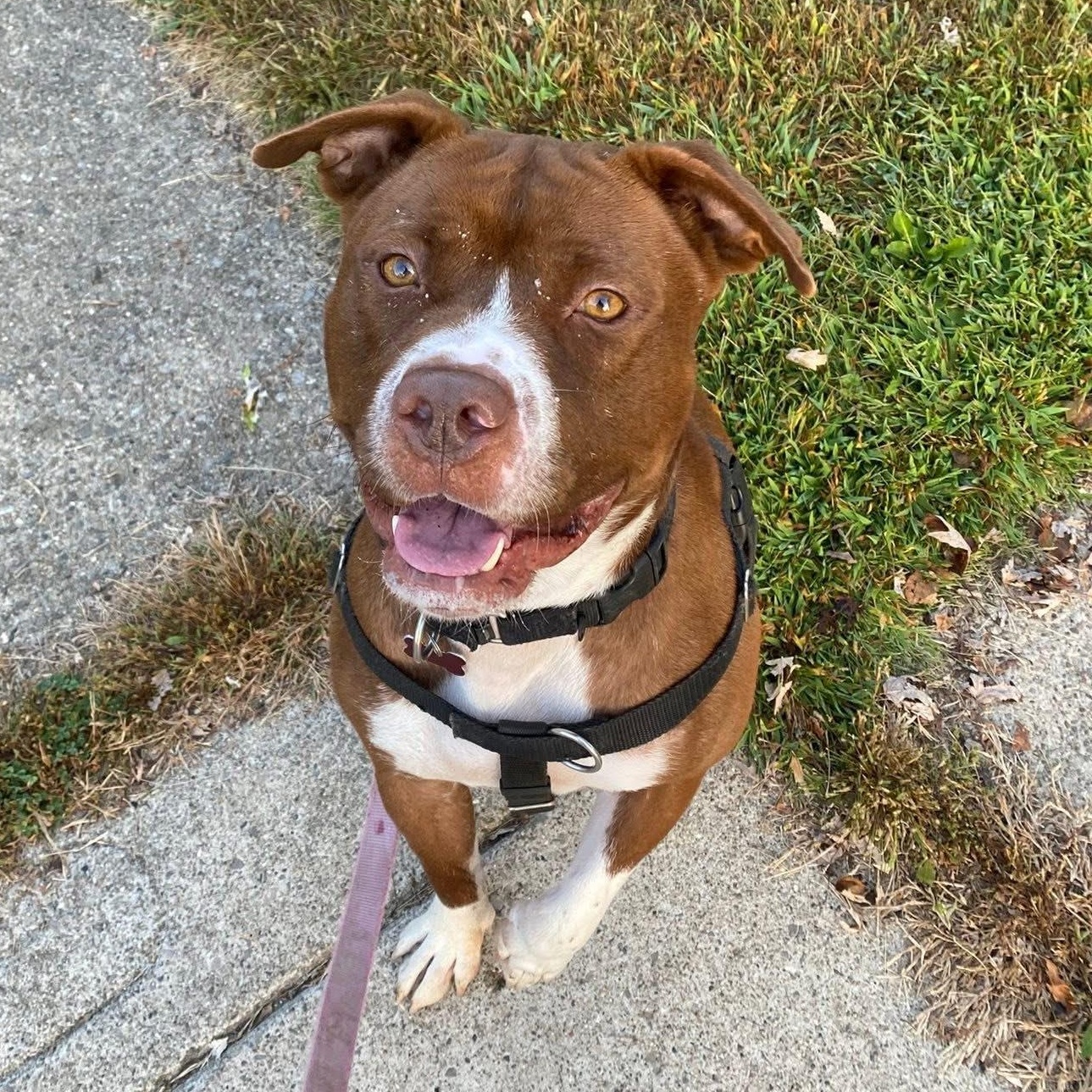 Jortek, a Adoptable mixed breed in Detroit, MI image 4/6