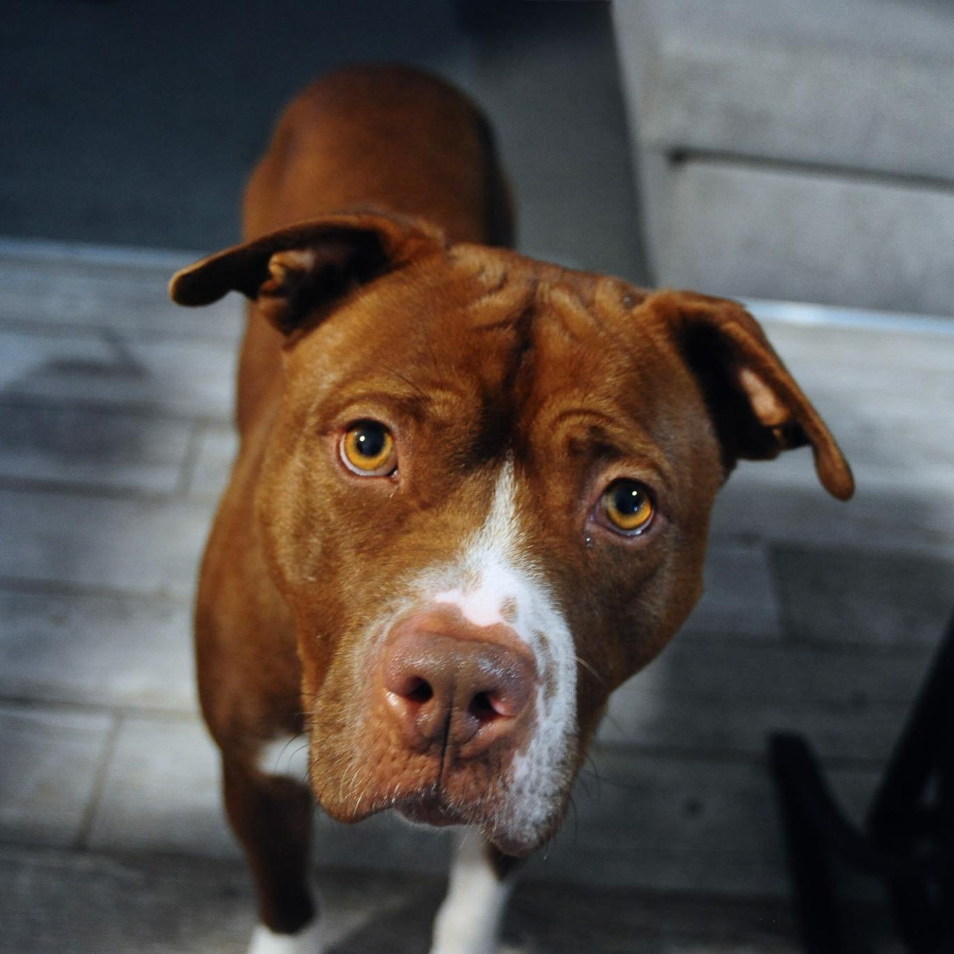 Jortek, Adoptable, Adult Male American Staffordshire Terrier & Mixed Breed.