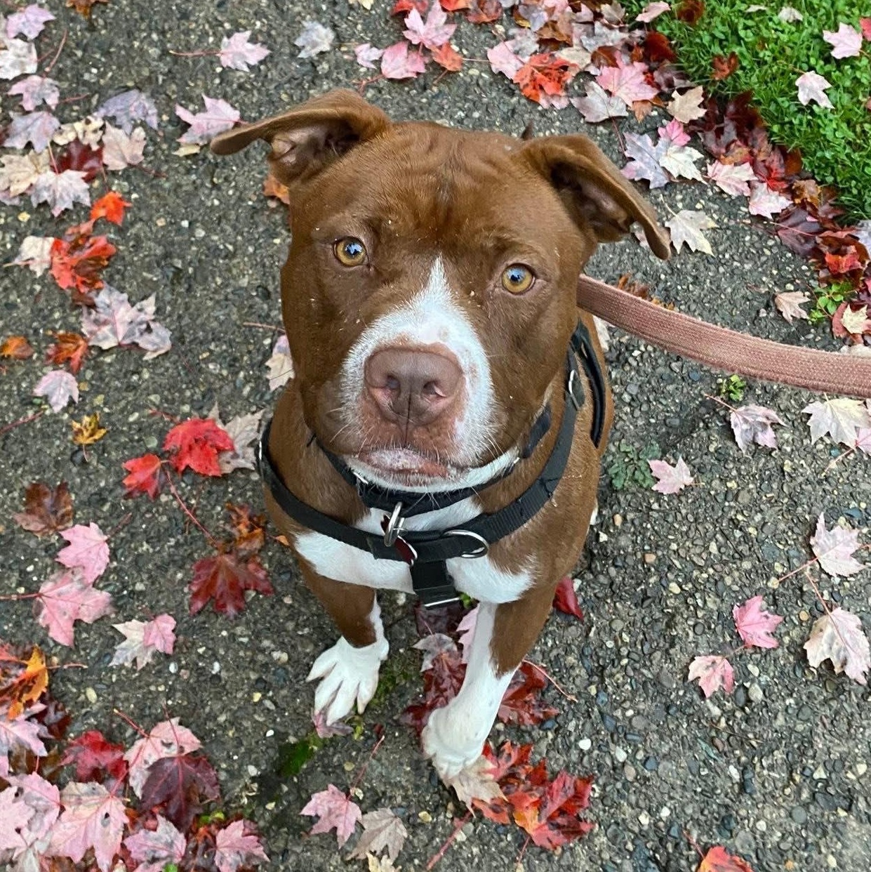 Jortek, a Adoptable mixed breed in Detroit, MI image 1/6