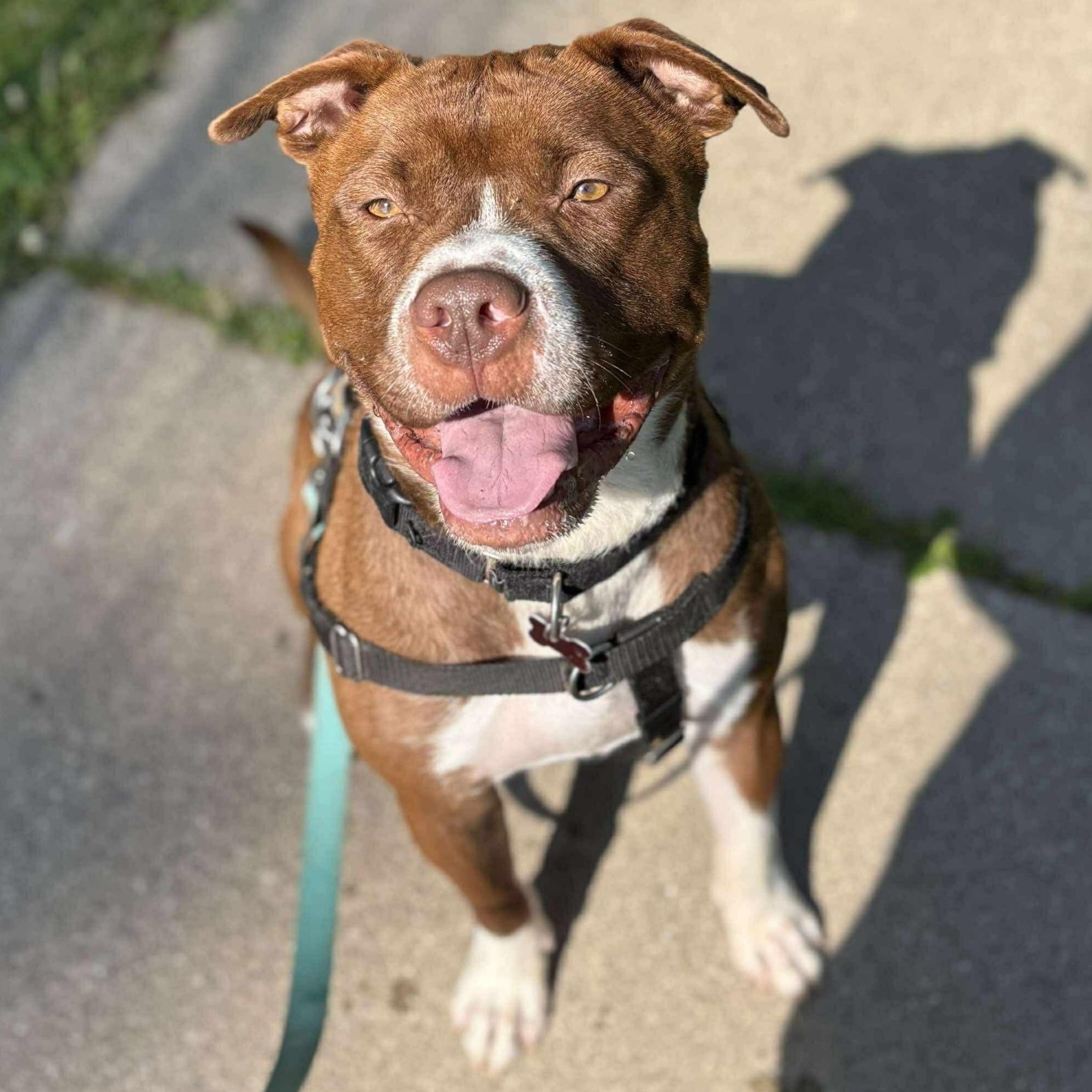 Jortek, a Adoptable mixed breed in Detroit, MI image 3/6