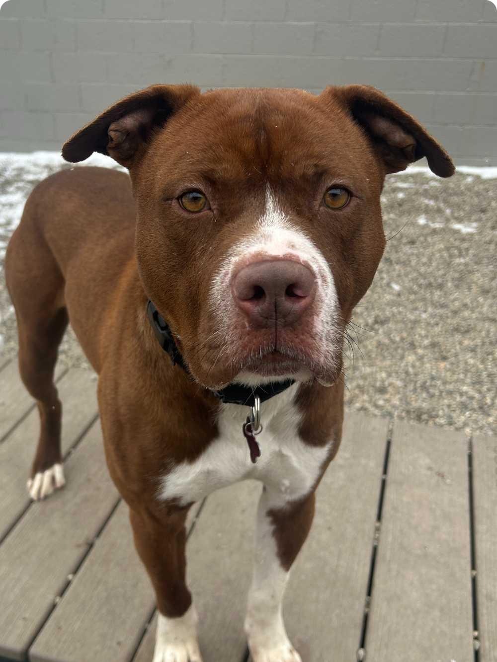 Jortek, a Adoptable mixed breed in Detroit, MI image 5/6