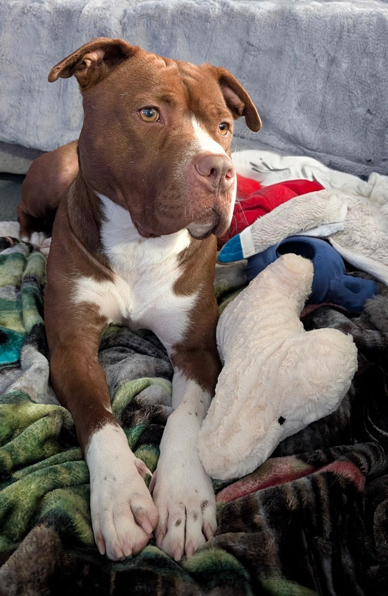 Enlarge Jortek, an adoption pending mixed breed in Detroit, MI image 3/6