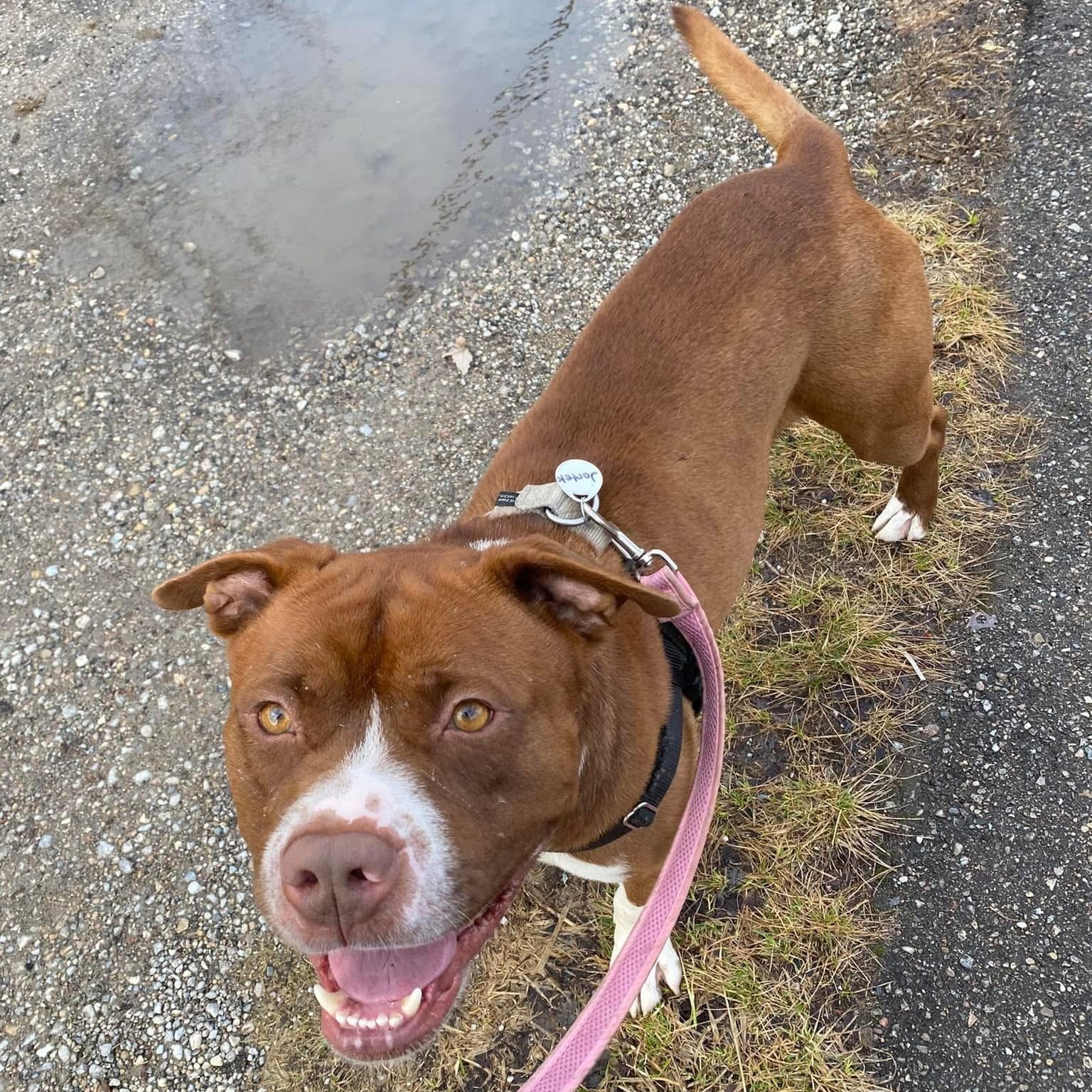 Jortek, a Adoptable mixed breed in Detroit, MI image 6/6