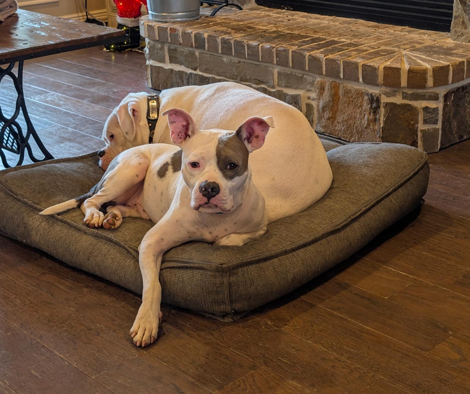 Tommy Pickles — thumbnail 5