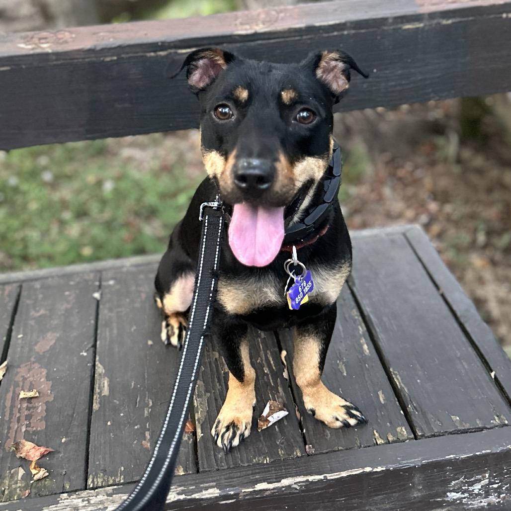 Shorts, Adoptable, Adult Male Mixed Breed.
