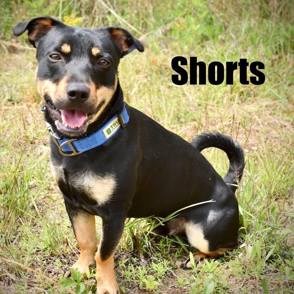 Shorts, a Adoptable Mixed Breed in Peachtree City, GA image 2/2