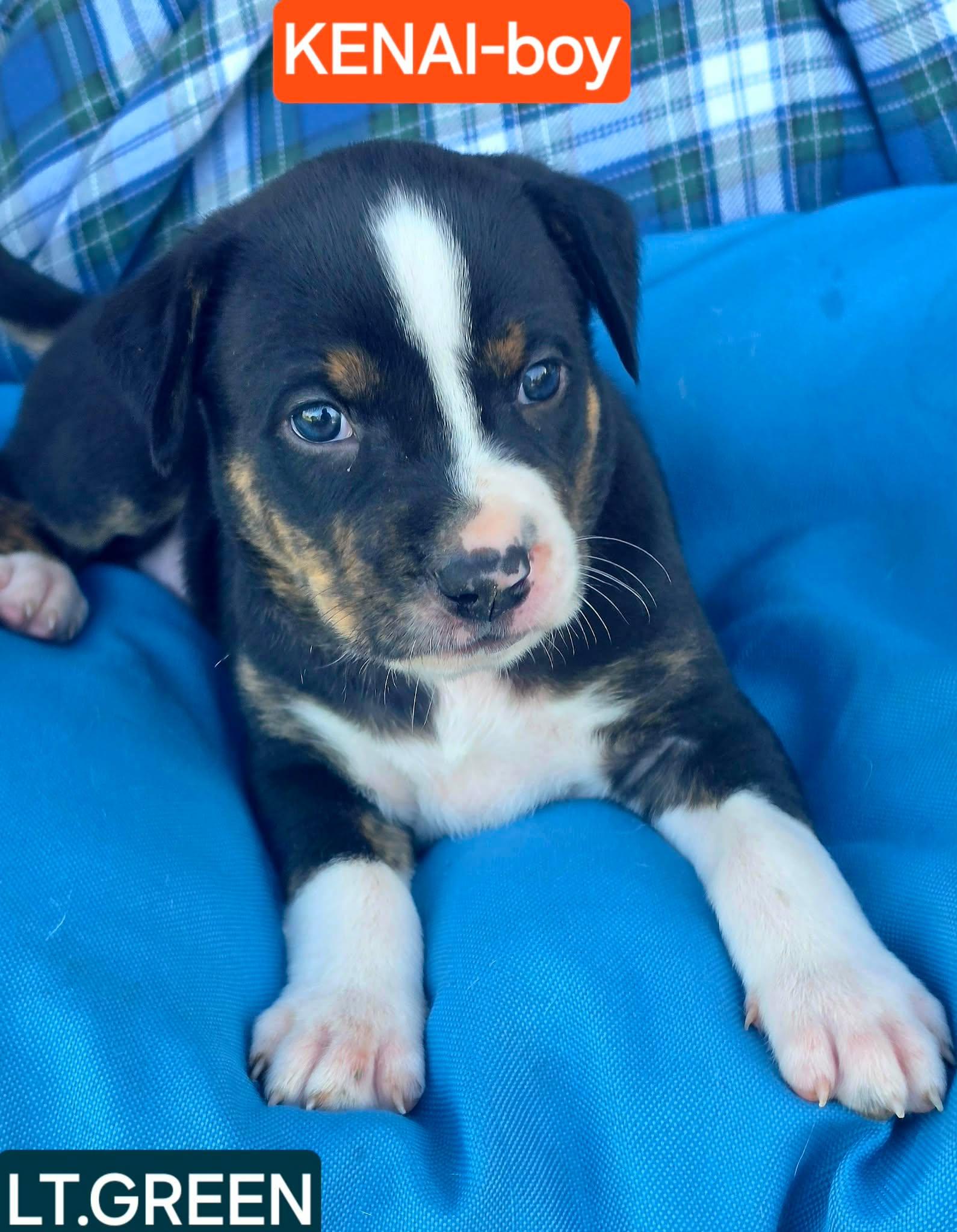Kenai CS, a Adoptable Mixed Breed in Columbia, MD image 2/2