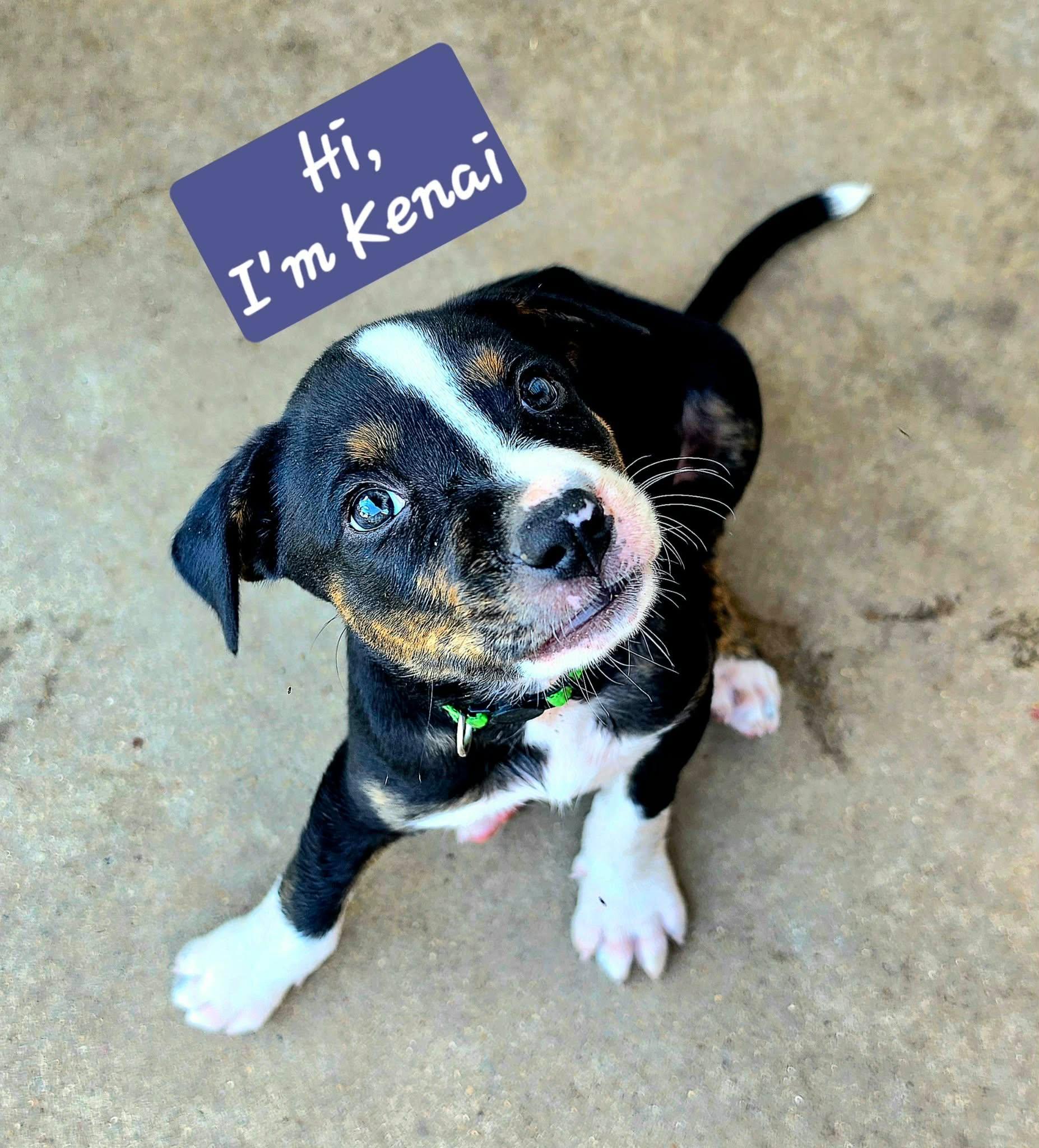Kenai CS, a Adoptable Mixed Breed in Columbia, MD image 1/2