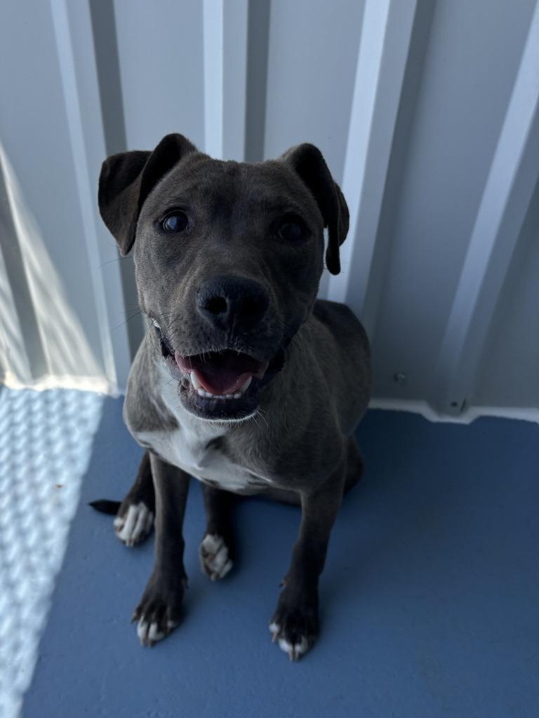 Enlarge Rogue, a Adoptable mixed breed in Moriarty, NM image 1/1