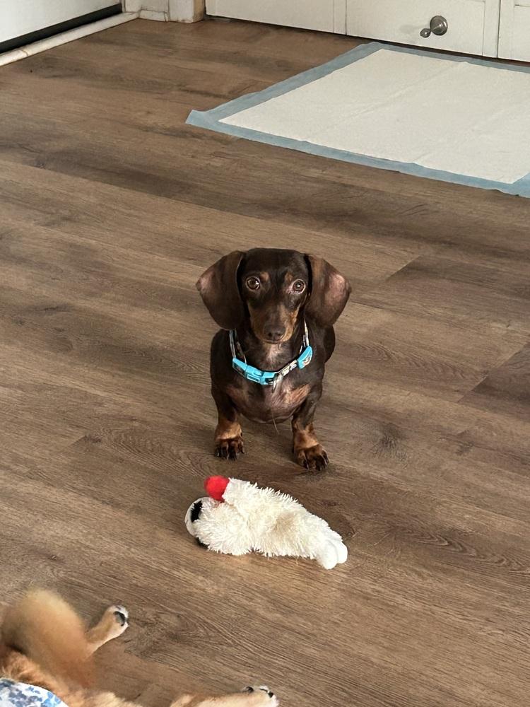 Lulu photo