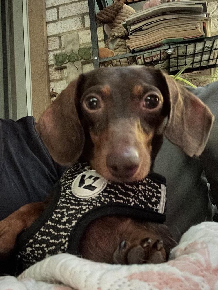 Enlarge Lulu, a Adoptable Dachshund in Jefferson Hills, PA image 2/3