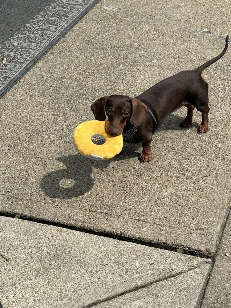 Enlarge Lulu, a Adoptable Dachshund in Jefferson Hills, PA image 3/3