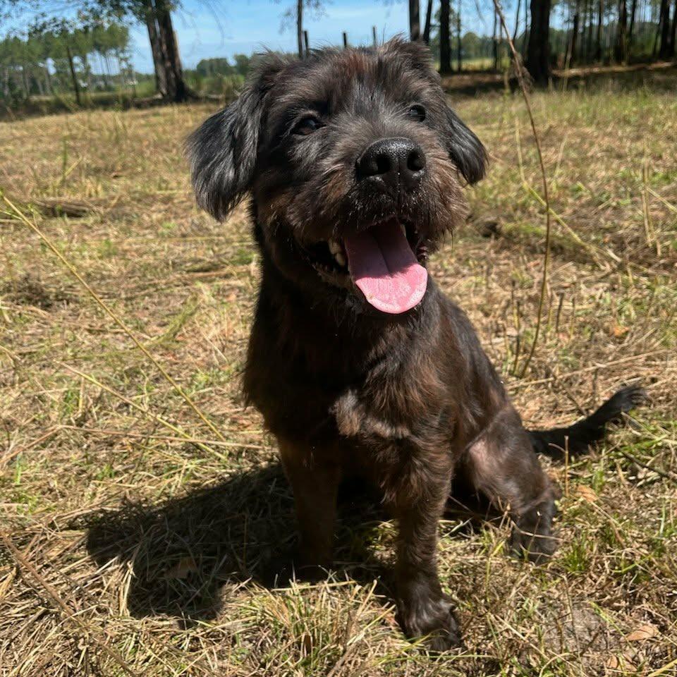 Rowdy, Adoptable, Adult Male Schnauzer & Mixed Breed.