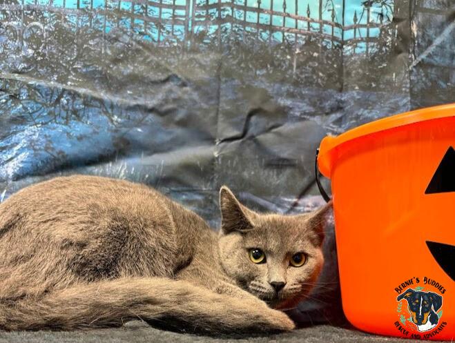 Kendrick, adopted, Young Male Domestic Short Hair.