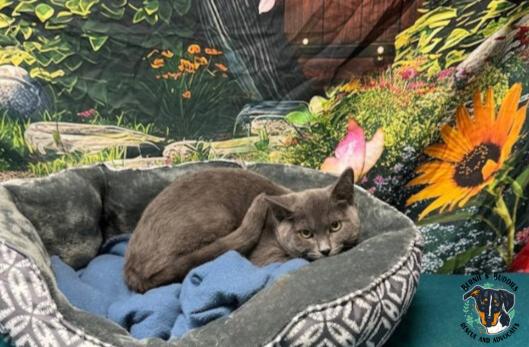 Enlarge Kendrick, an adopted Domestic Short Hair in Huntington, WV image 2/5