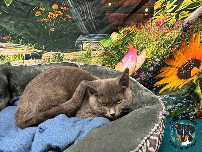 Enlarge Kendrick, an adopted Domestic Short Hair in Huntington, WV image 3/5