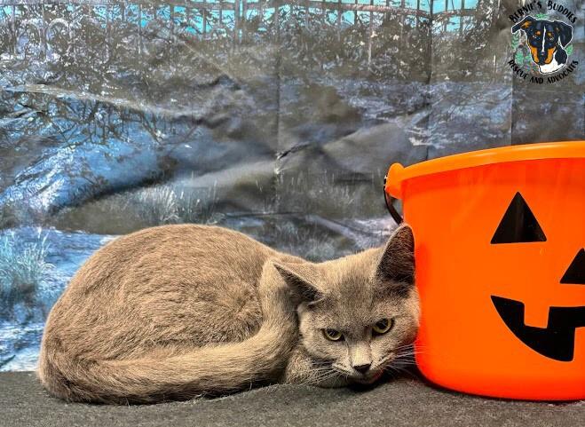 Enlarge Kendrick, an adopted Domestic Short Hair in Huntington, WV image 4/5