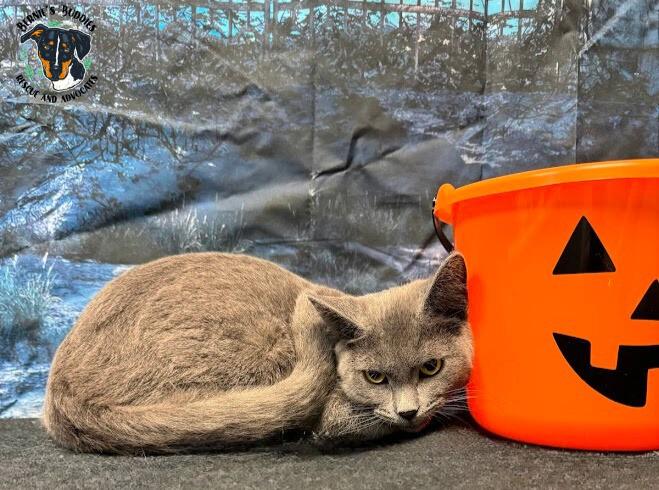 Enlarge Kendrick, an adopted Domestic Short Hair in Huntington, WV image 5/5